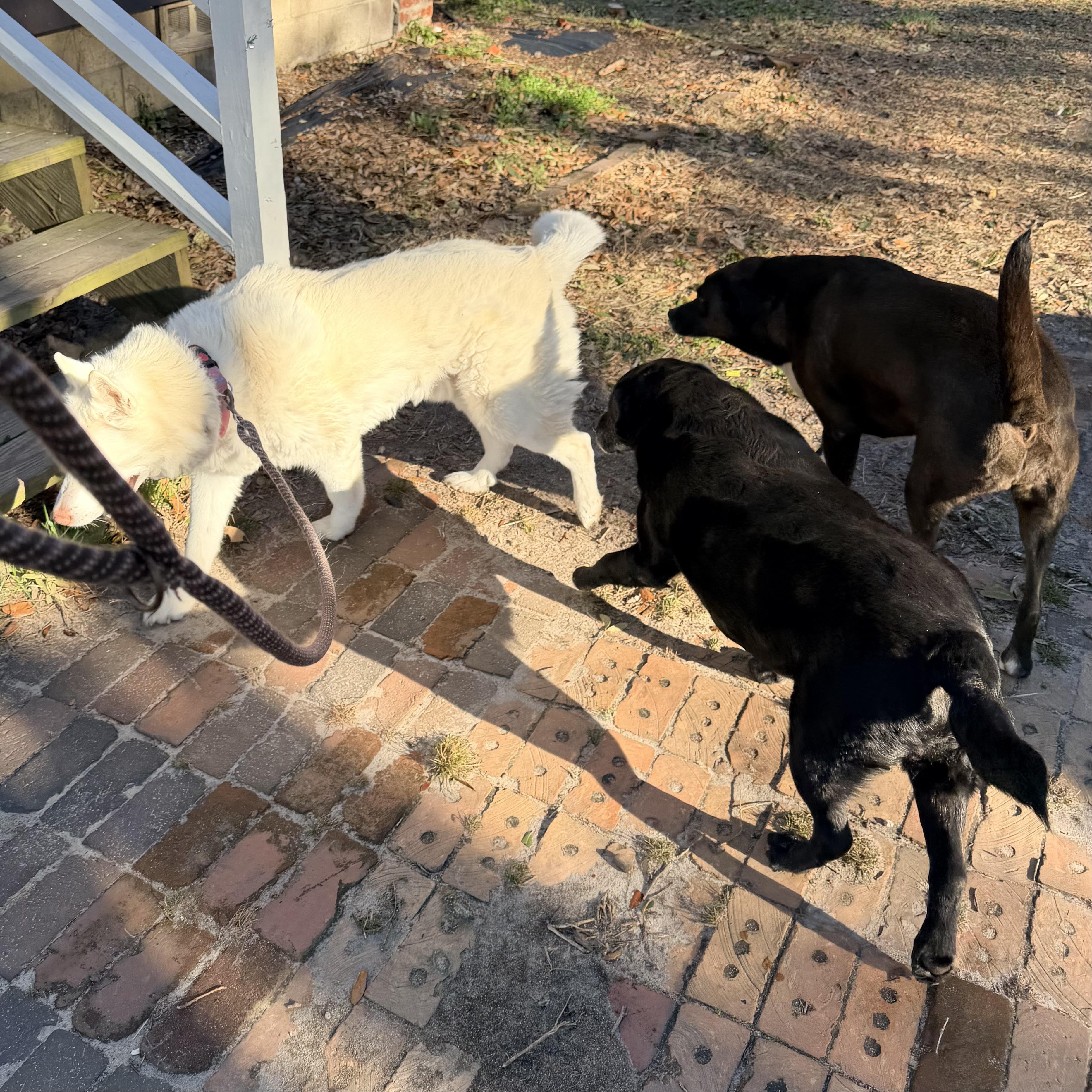 Stetson, a ADOPTABLE Husky in Ridgeland, SC image 4/4