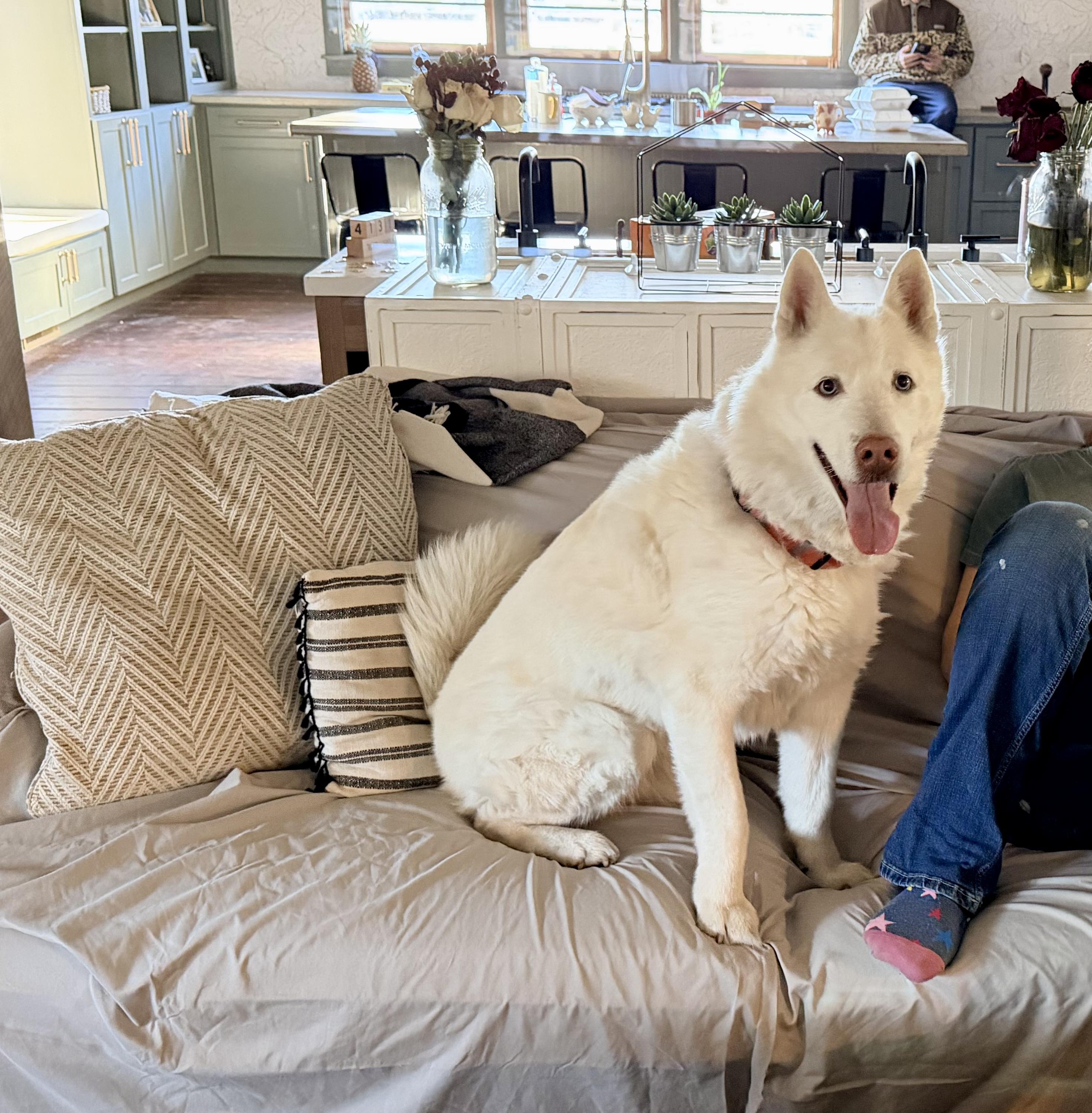 Stetson, a ADOPTABLE Husky in Ridgeland, SC image 3/4