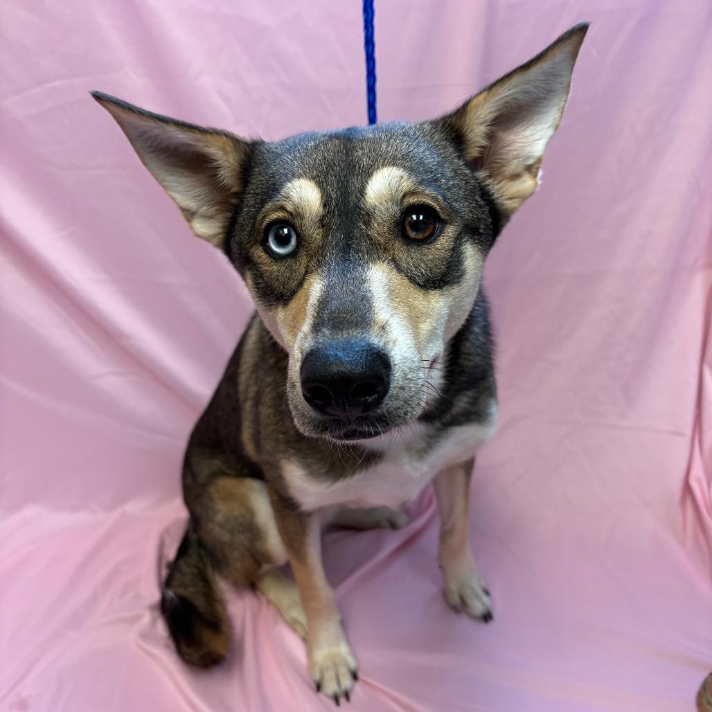 Hazel, Adoptable, Young Female Husky & Mixed Breed.