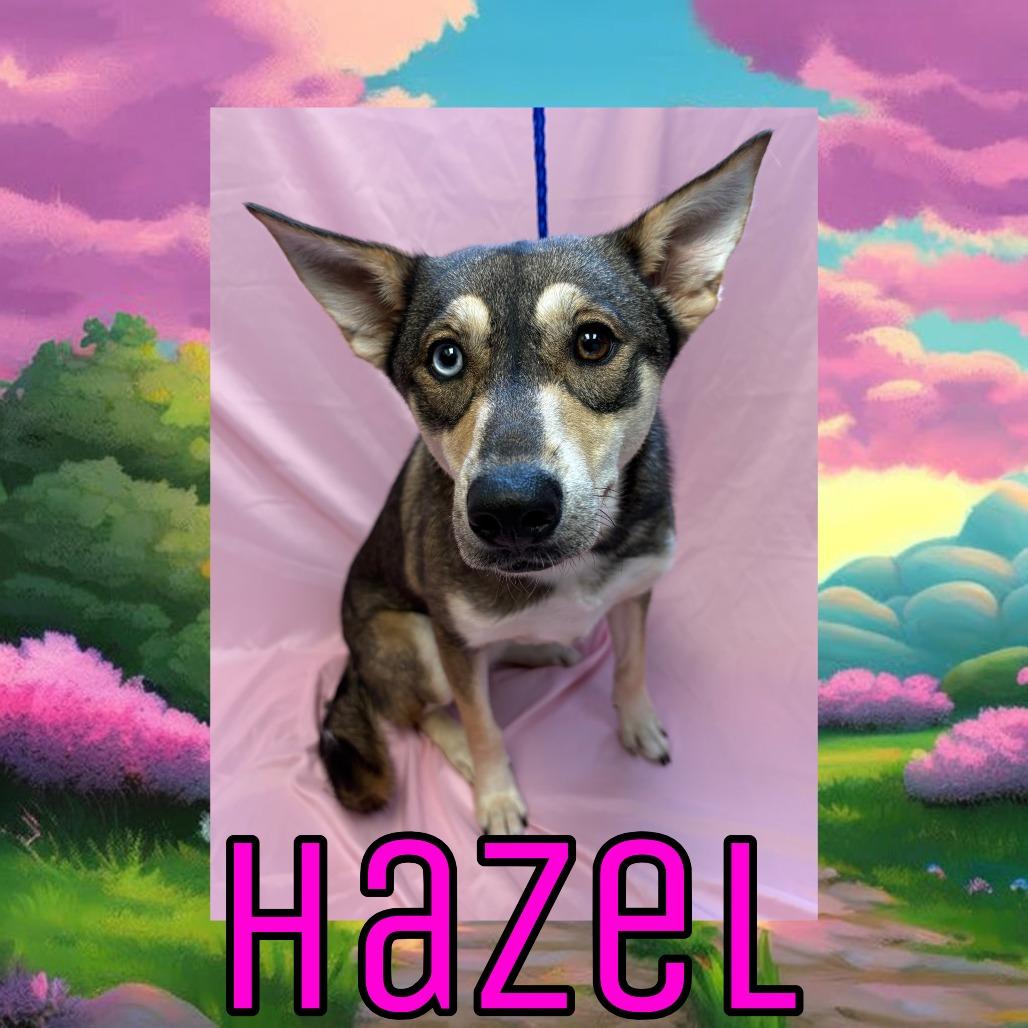 Hazel, a Adoptable mixed breed in Royse City, TX image 2/2
