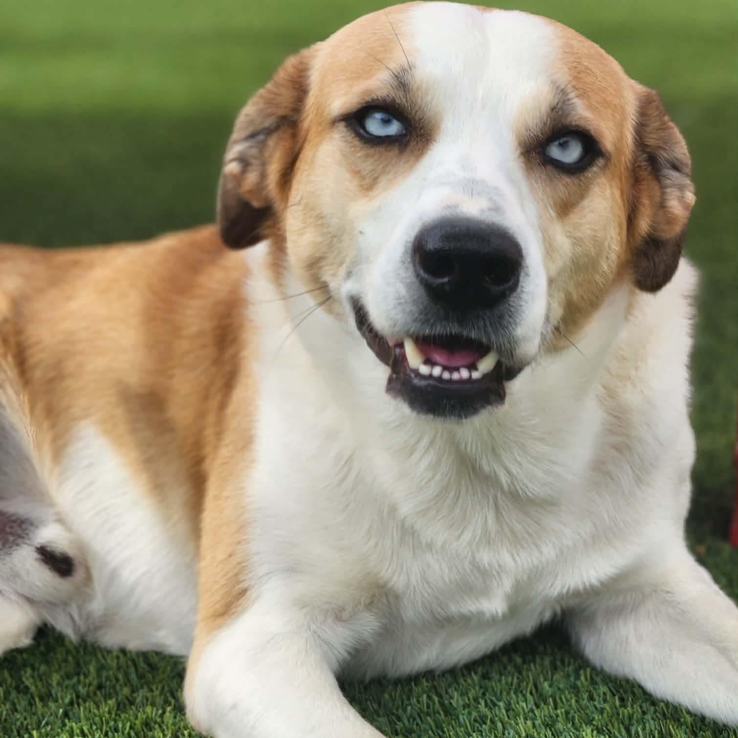 Enlarge Brownie, a Adoptable mixed breed in Allen, TX image 2/3