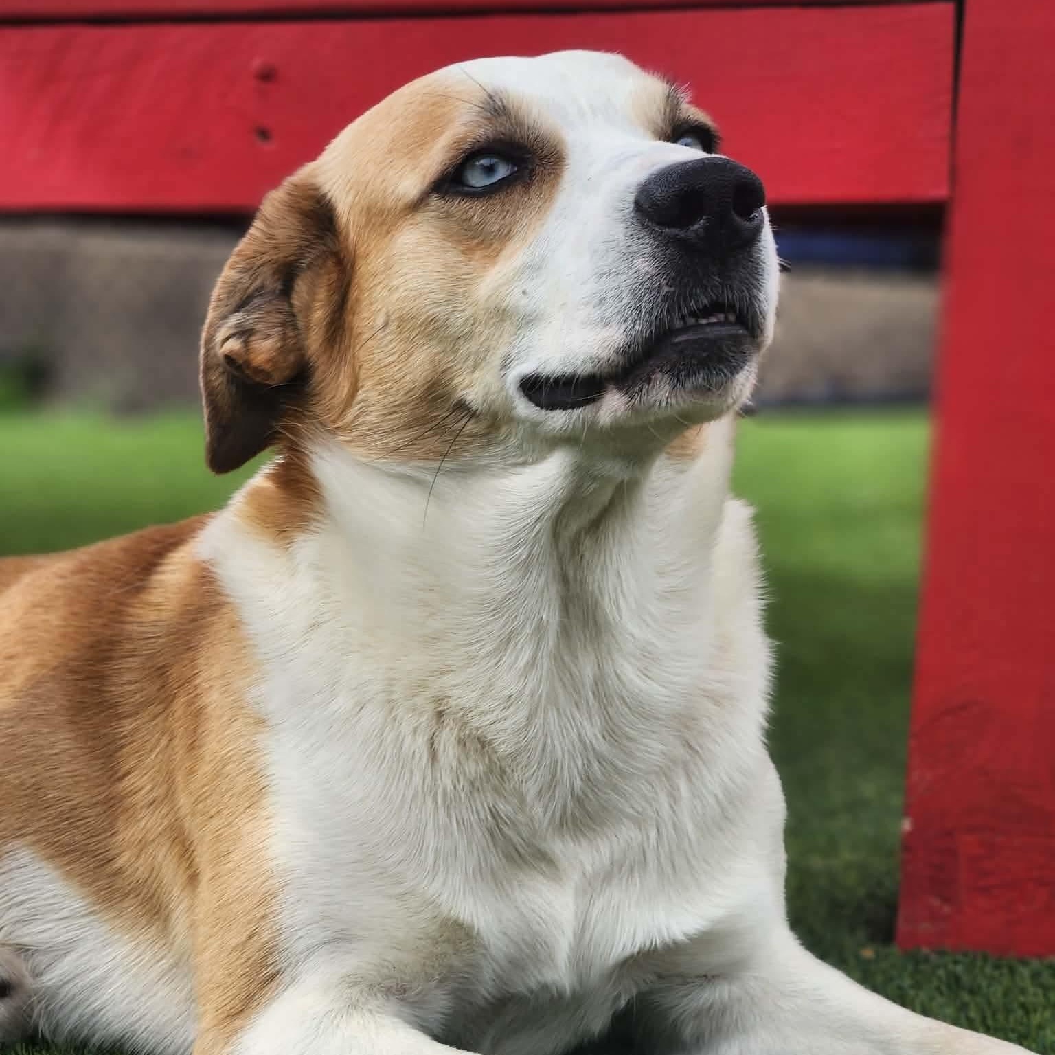 Enlarge Brownie, a Adoptable mixed breed in Allen, TX image 1/3