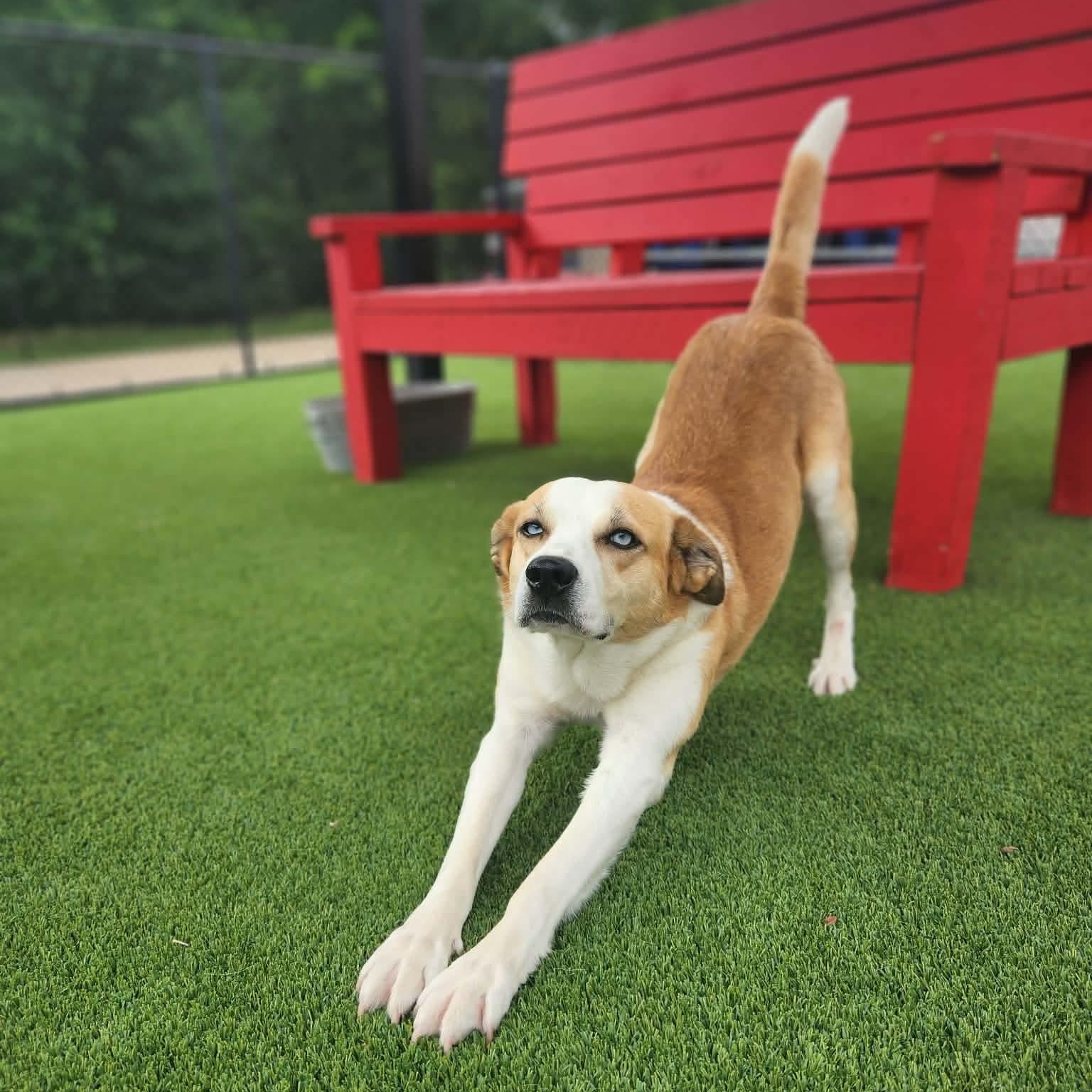 Enlarge Brownie, a Adoptable mixed breed in Allen, TX image 3/3