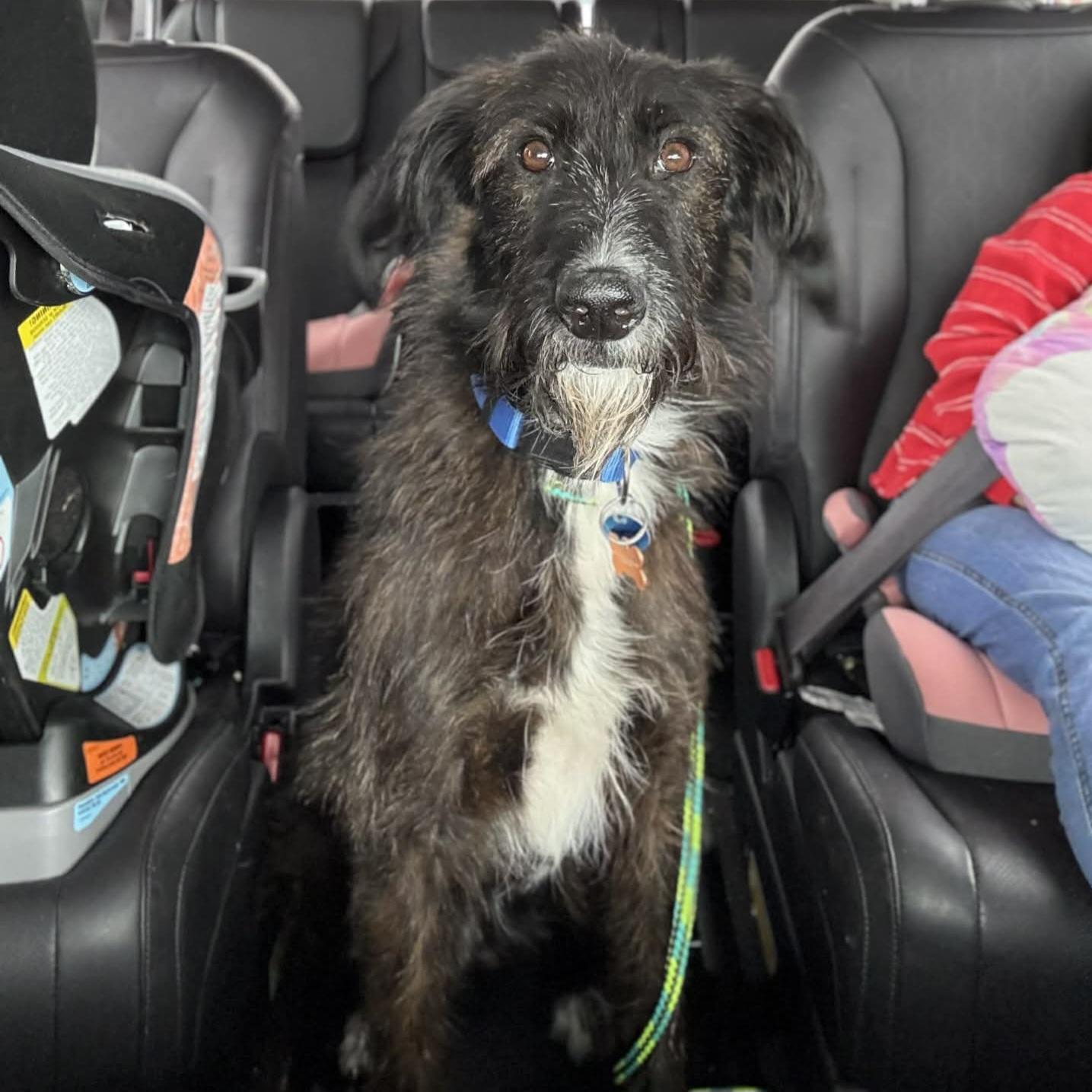 Enlarge Master Oogway, a Adoptable mixed breed in Normal, IL image 5/6