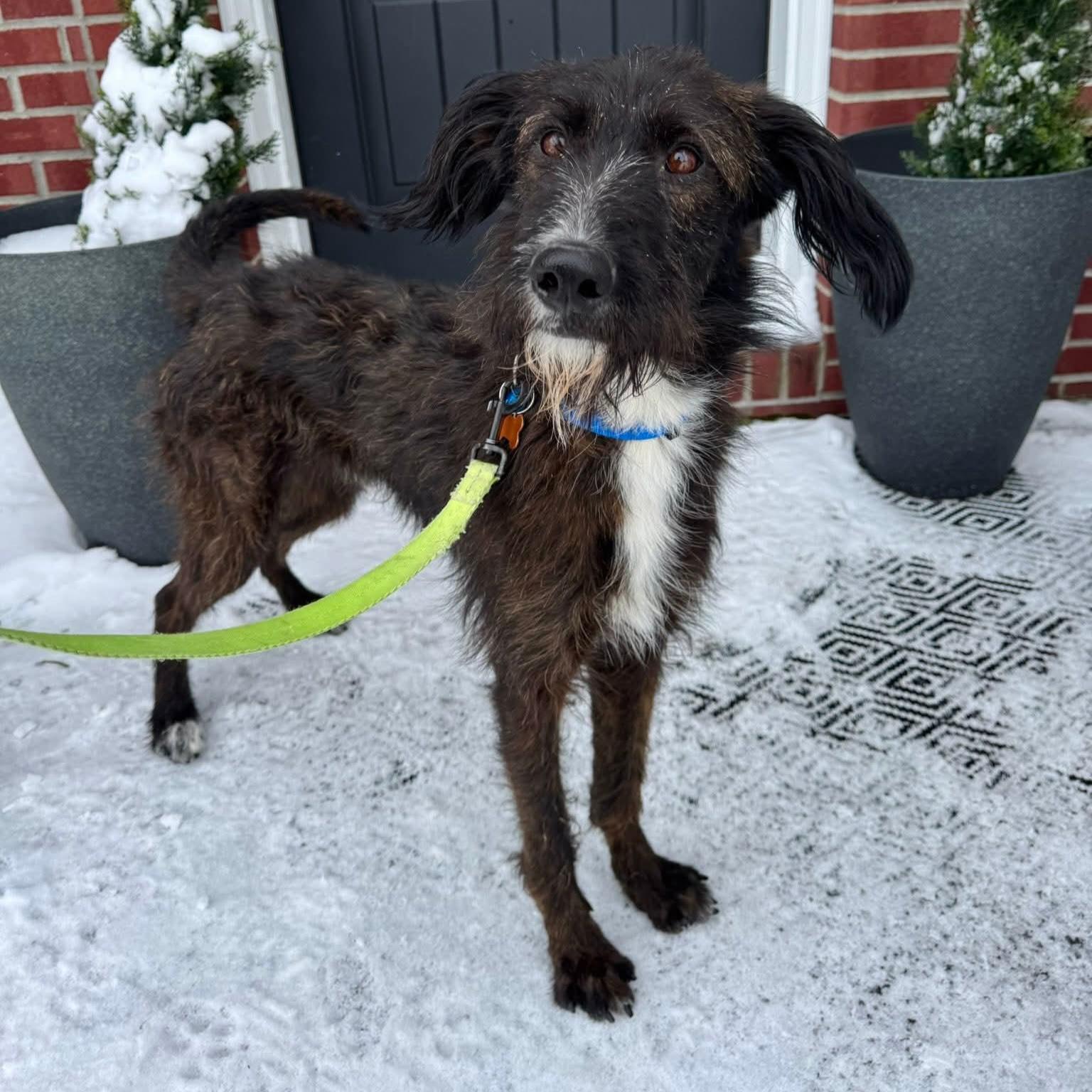 Enlarge Master Oogway, a Adoptable mixed breed in Normal, IL image 4/6