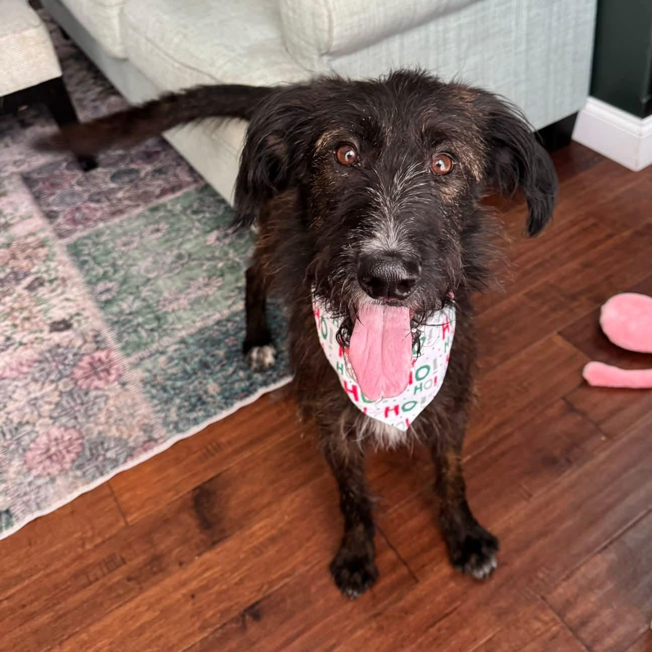 Enlarge Master Oogway, a Adoptable mixed breed in Normal, IL image 2/6