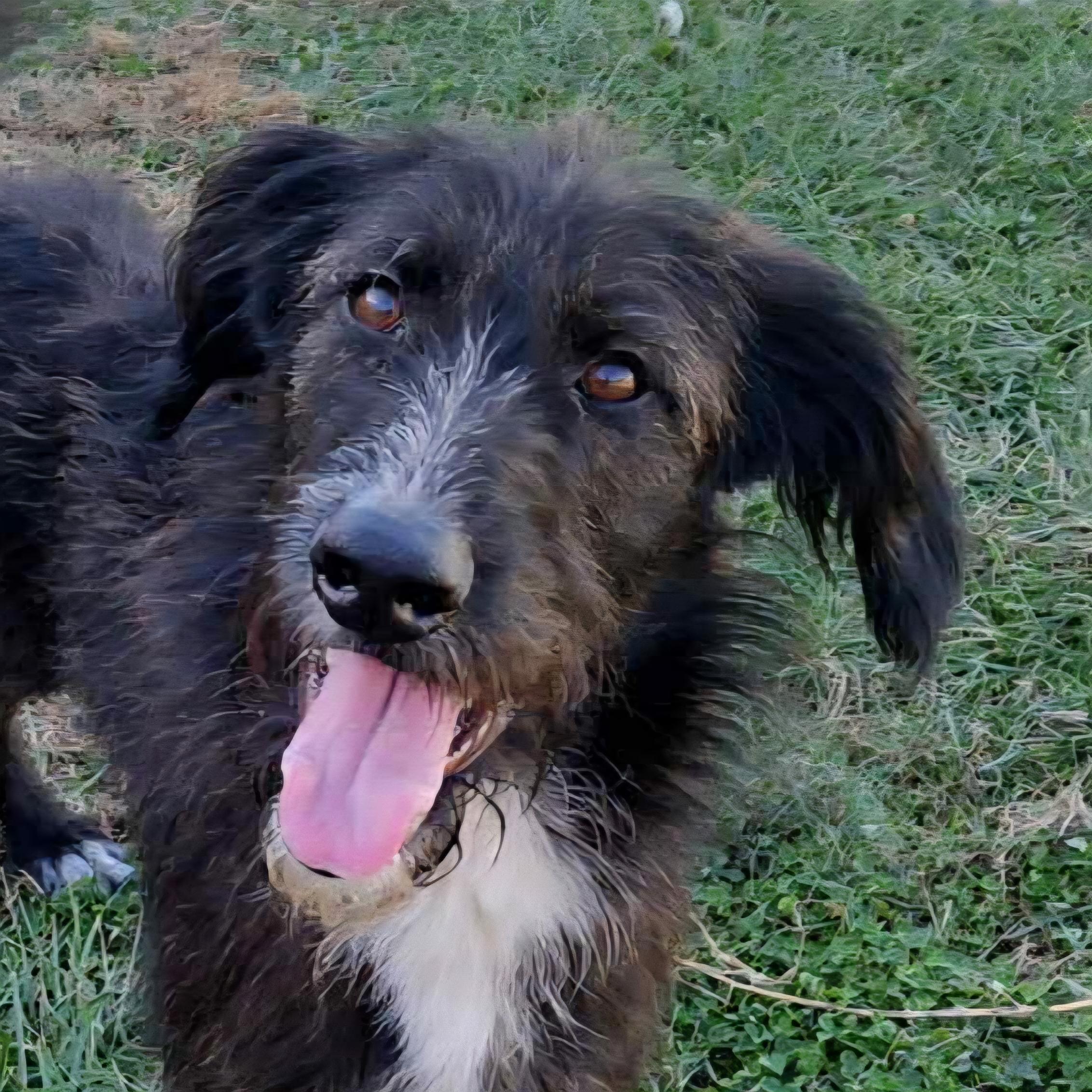 Enlarge Master Oogway, a Adoptable mixed breed in Normal, IL image 3/6