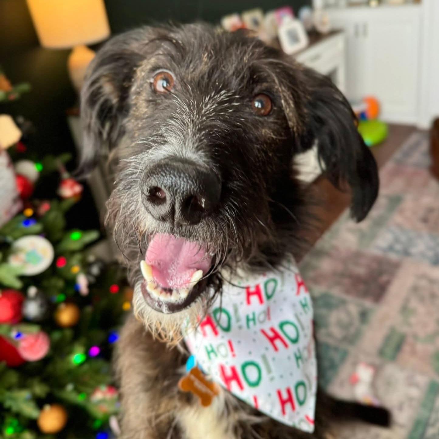 Enlarge Master Oogway, a Adoptable mixed breed in Normal, IL image 1/6