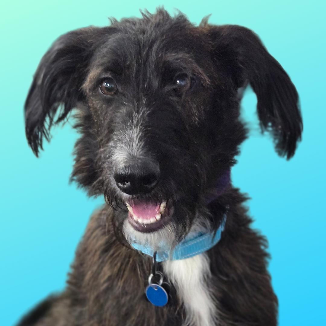 Master Oogway, Adoptable, Adult Male Labradoodle.