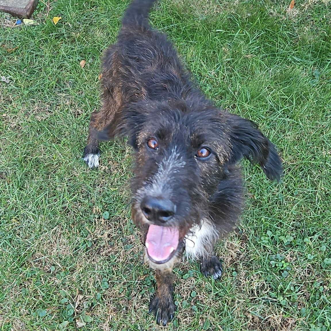 Enlarge Master Oogway, a Adoptable mixed breed in Normal, IL image 6/6