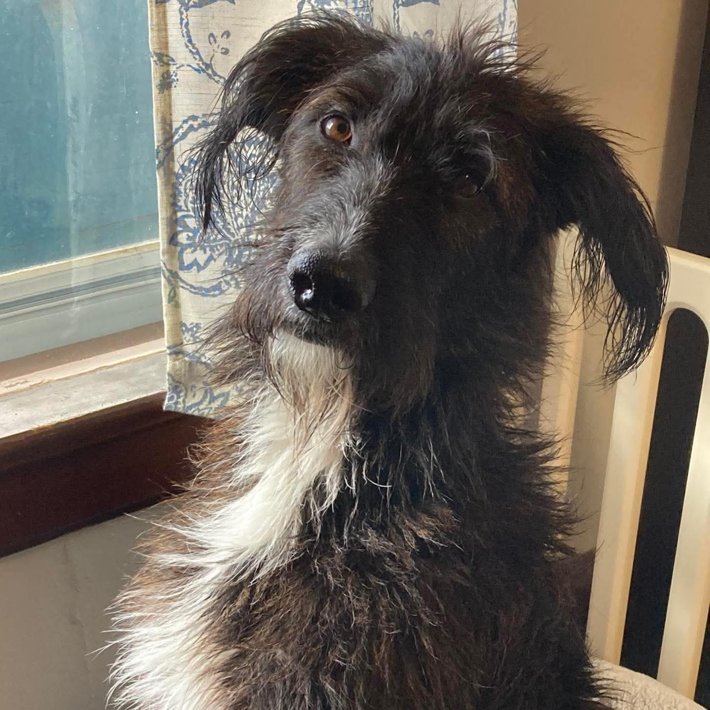 Enlarge Master Oogway, a Adoptable mixed breed in Normal, IL image 3/6