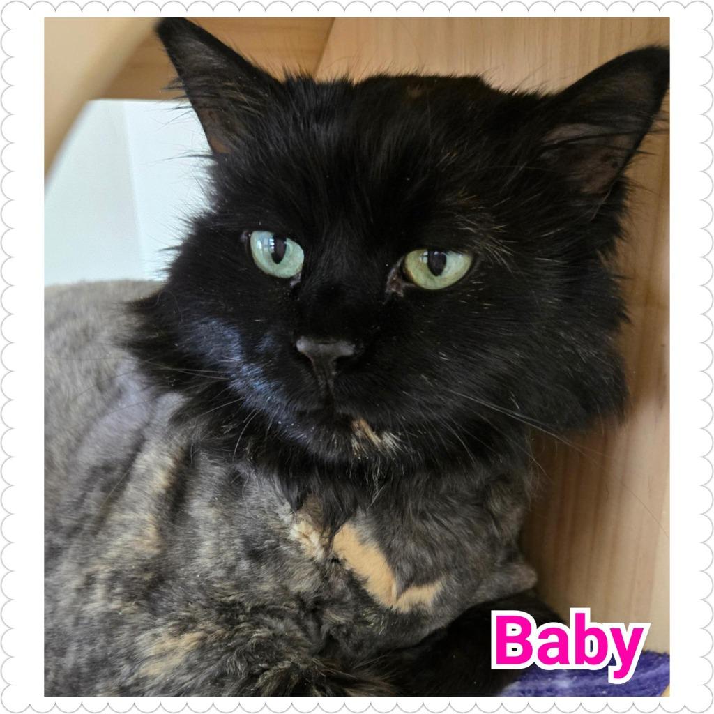 Enlarge Baby, a Adoptable mixed breed in North Saint Paul, MN image 1/3