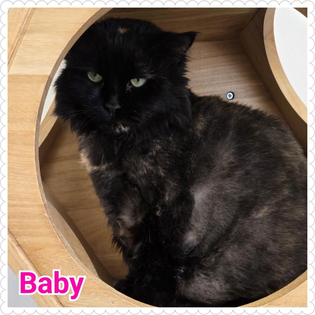 Enlarge Baby, a Adoptable mixed breed in North Saint Paul, MN image 2/3