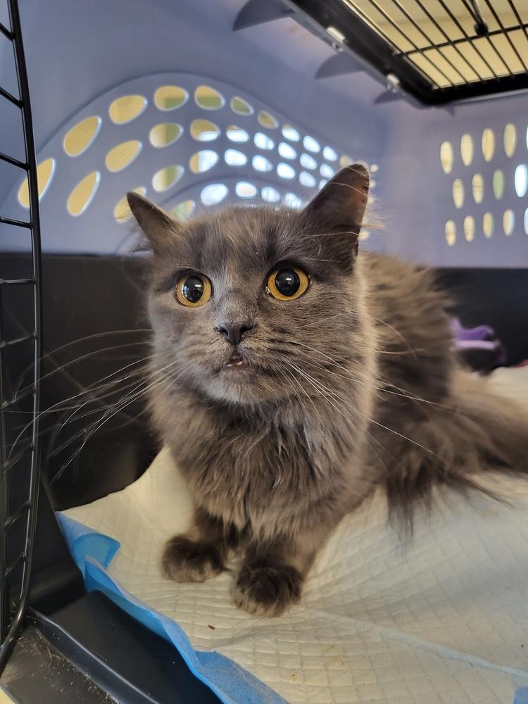 Echo (SPECIAL NEEDS - Congenital Heart Defect), Adoptable, Adult Female Domestic Medium Hair.