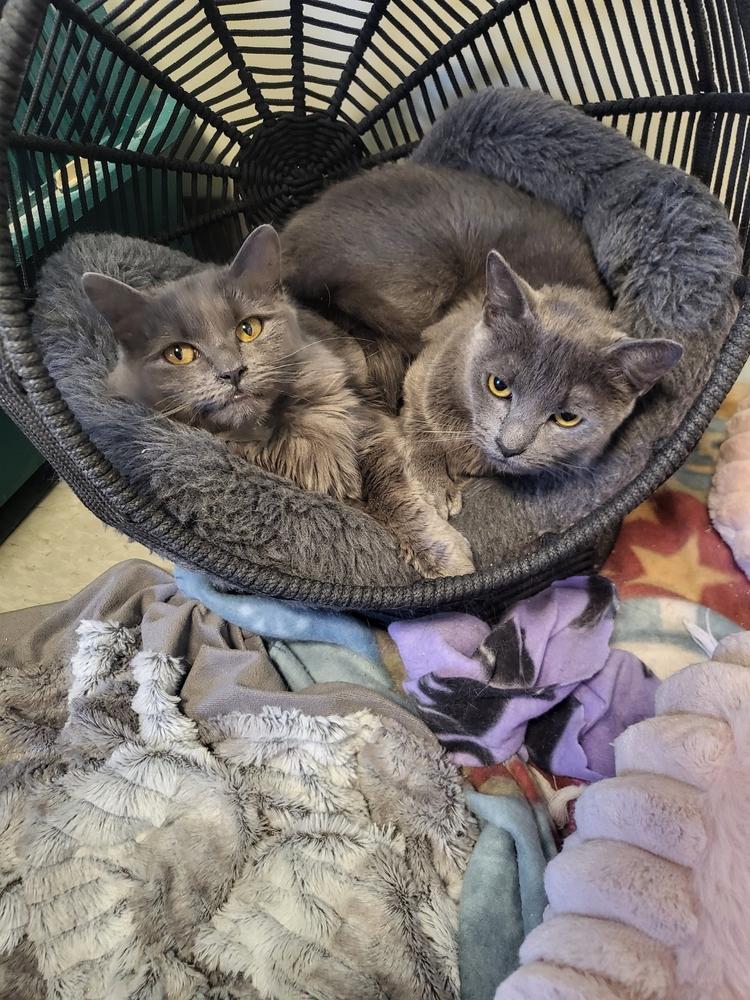 Enlarge Echo (SPECIAL NEEDS - Congenital Heart Defect), a Adoptable Domestic Medium Hair in Bolton, CT image 2/6