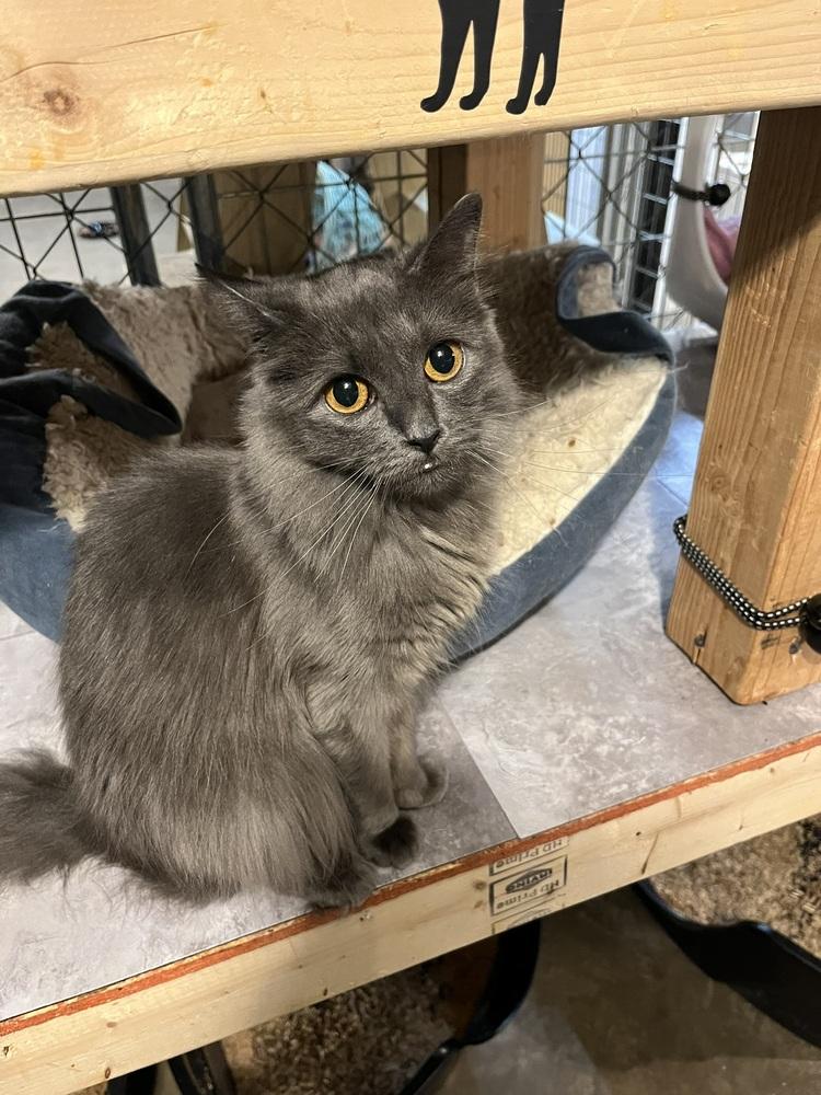 Enlarge Echo (SPECIAL NEEDS - Congenital Heart Defect), a Adoptable Domestic Medium Hair in Bolton, CT image 3/6