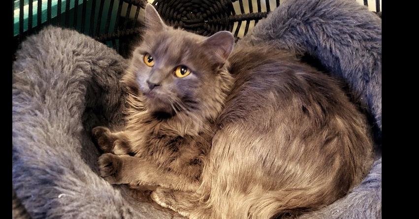 Enlarge Echo (SPECIAL NEEDS - Congenital Heart Defect), a Adoptable Domestic Medium Hair in Bolton, CT image 4/6