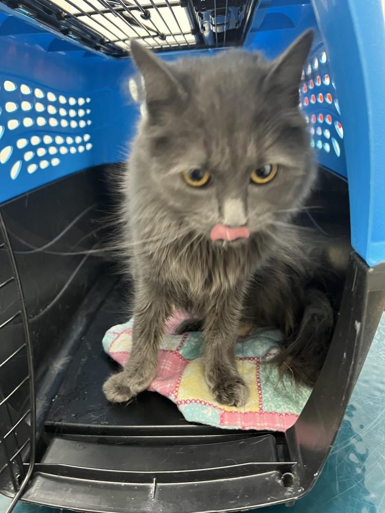 Enlarge Echo (SPECIAL NEEDS - Congenital Heart Defect), a Adoptable Domestic Medium Hair in Bolton, CT image 5/6