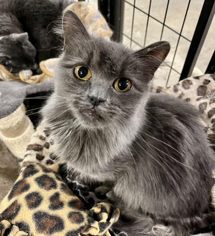 Enlarge Echo (SPECIAL NEEDS - Congenital Heart Defect), a Adoptable Domestic Medium Hair in Bolton, CT image 6/6