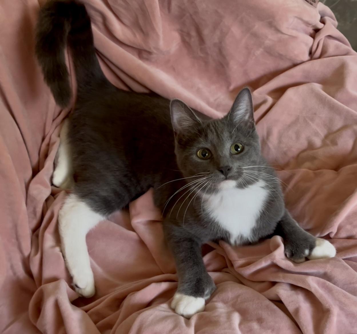 Enlarge Gwen, a Adopted Domestic Medium Hair in Indianapolis, IN image 1/2