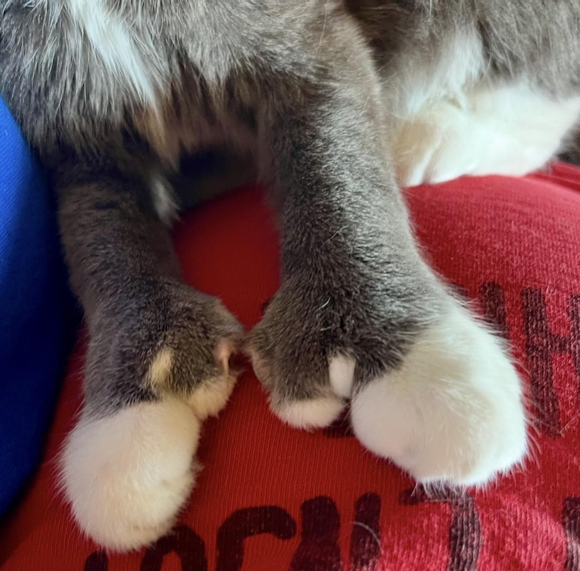 Enlarge Gwen, a Adopted Domestic Medium Hair in Indianapolis, IN image 2/2