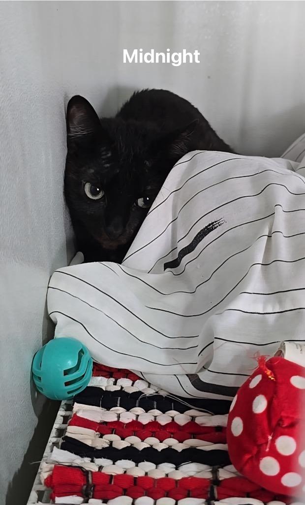 Midnight, Adoptable, Kitten Female Domestic Short Hair.