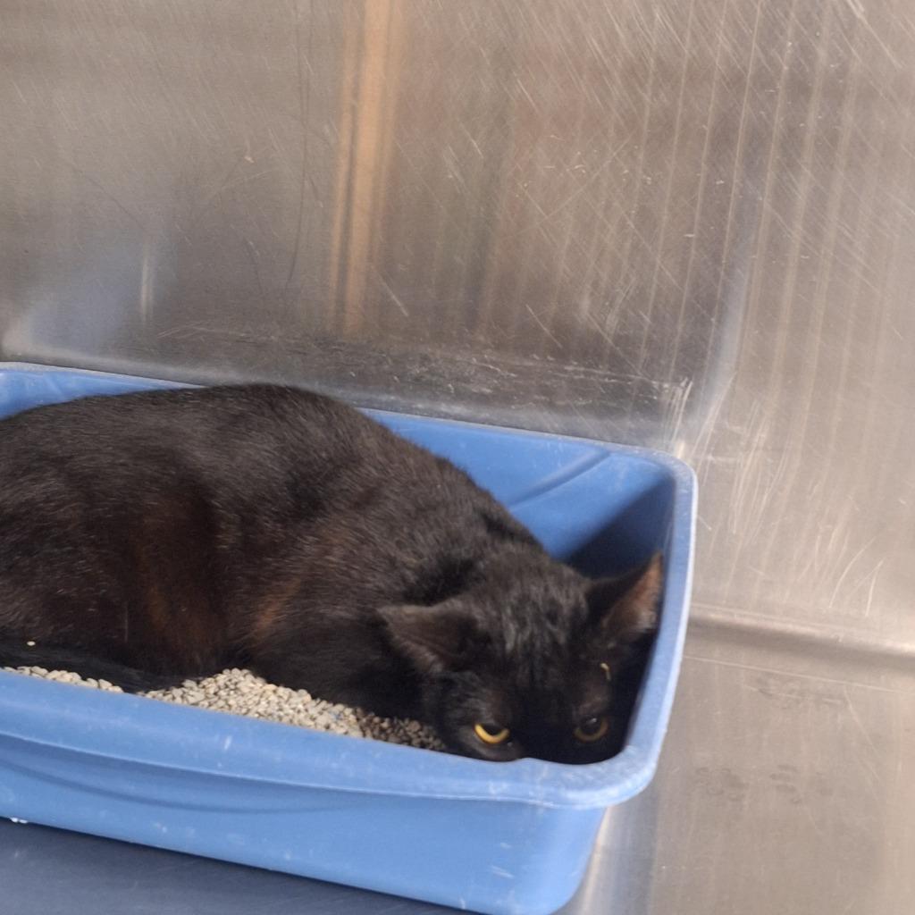 Treasure, Adoptable, Young Male Domestic Short Hair.