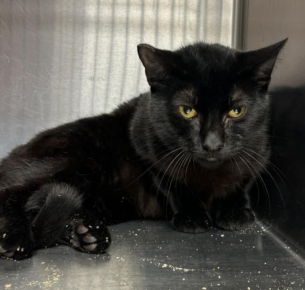 Enlarge Treasure, a Adoptable mixed breed in Gautier, MS image 2/2