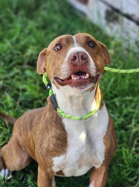 MANLY MAN, Adoptable, Adult Male Pit Bull Terrier & Mixed Breed.