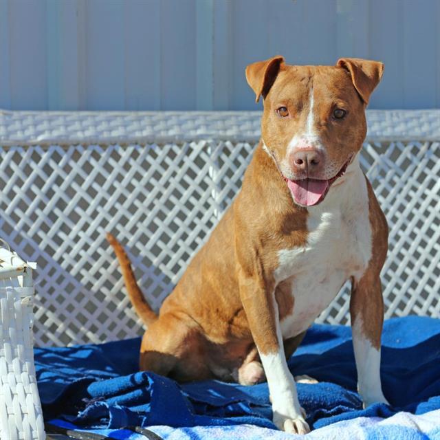 MANLY MAN, Adoptable, Adult Male Pit Bull Terrier & Mixed Breed.