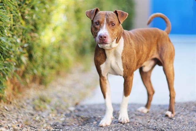 Enlarge MANLY MAN, a Adoptable mixed breed in Albuquerque, NM image 1/1