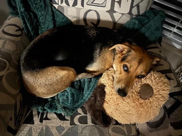 Enlarge Bella, a Adoptable mixed breed in O Fallon, IL image 1/3