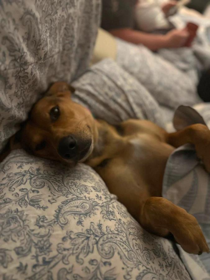 Enlarge Bella, a Adoptable mixed breed in O Fallon, IL image 2/3