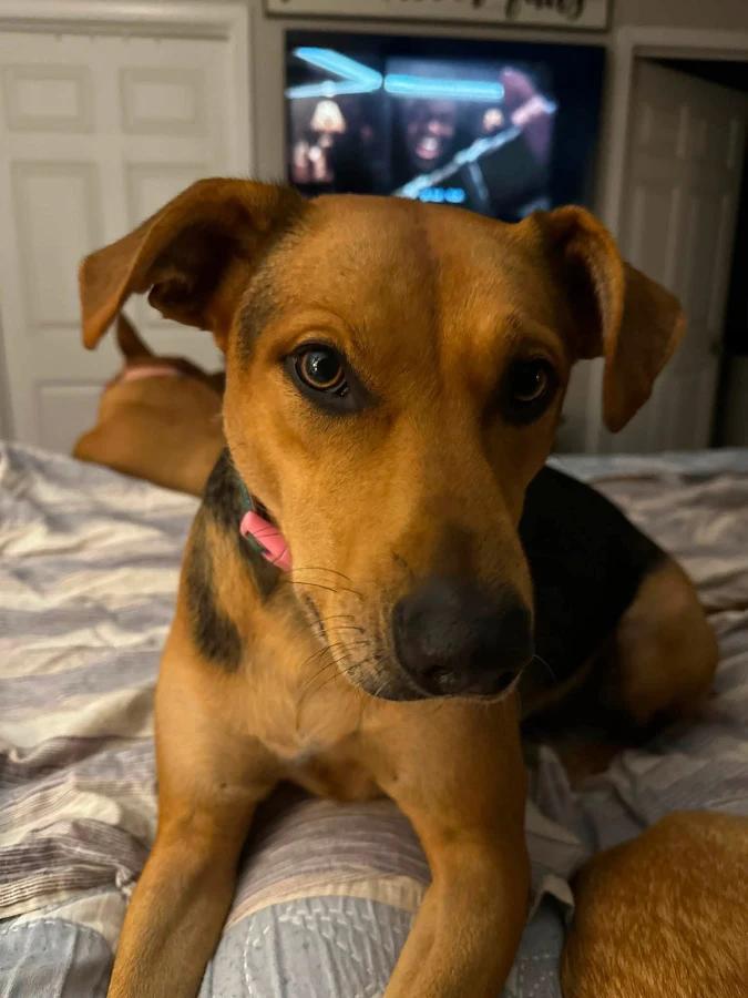 Enlarge Bella, a Adoptable mixed breed in O Fallon, IL image 3/3