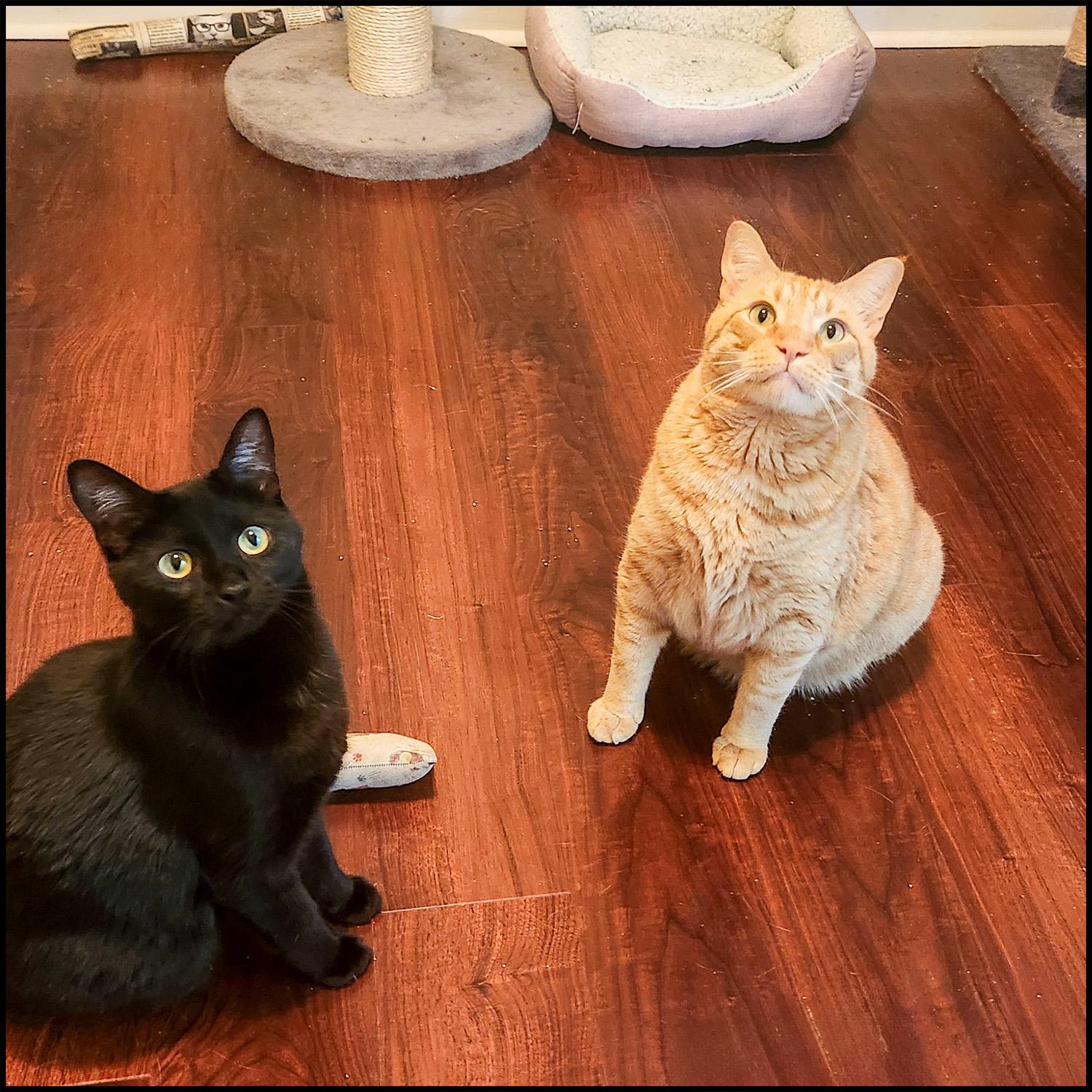 Enlarge Millicent, a ADOPTABLE mixed breed in Roswell, GA image 3/3