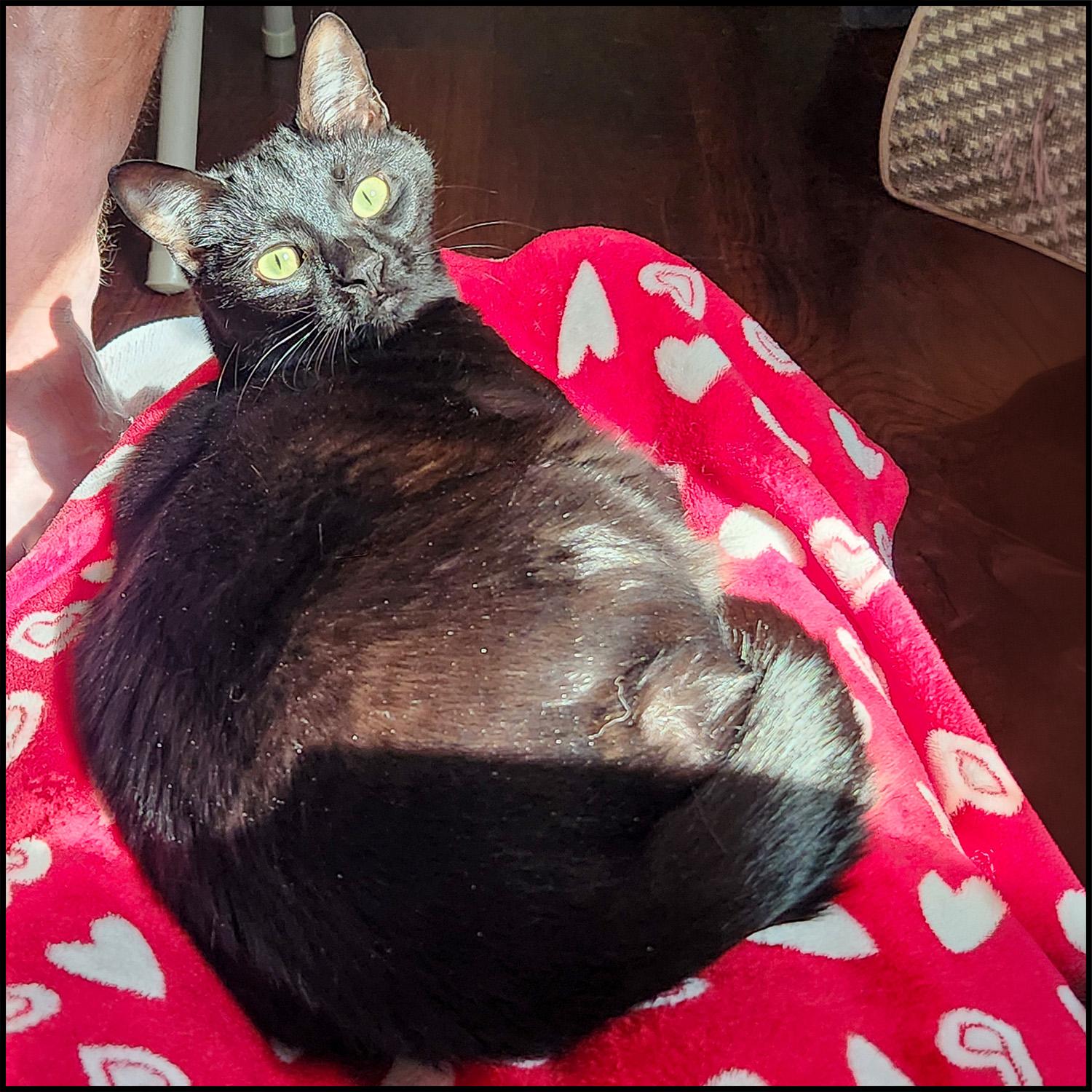 Enlarge Millicent, a ADOPTABLE mixed breed in Roswell, GA image 1/3