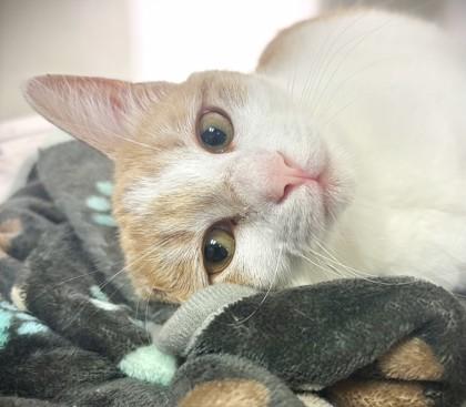 Winter 1862-25, Adoptable, Adult Female Domestic Short Hair & Domestic Short Hair.