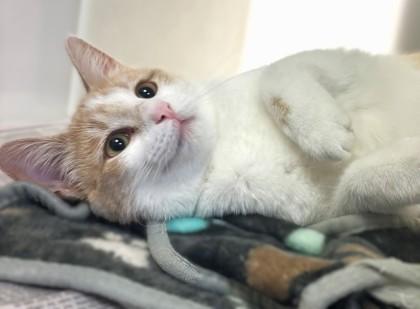 Winter 1862-25, Adoptable, Adult Female Domestic Short Hair & Domestic Short Hair.