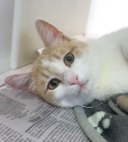 Enlarge Winter 1862-25, a Adoptable mixed breed in Cumming, GA image 4/5