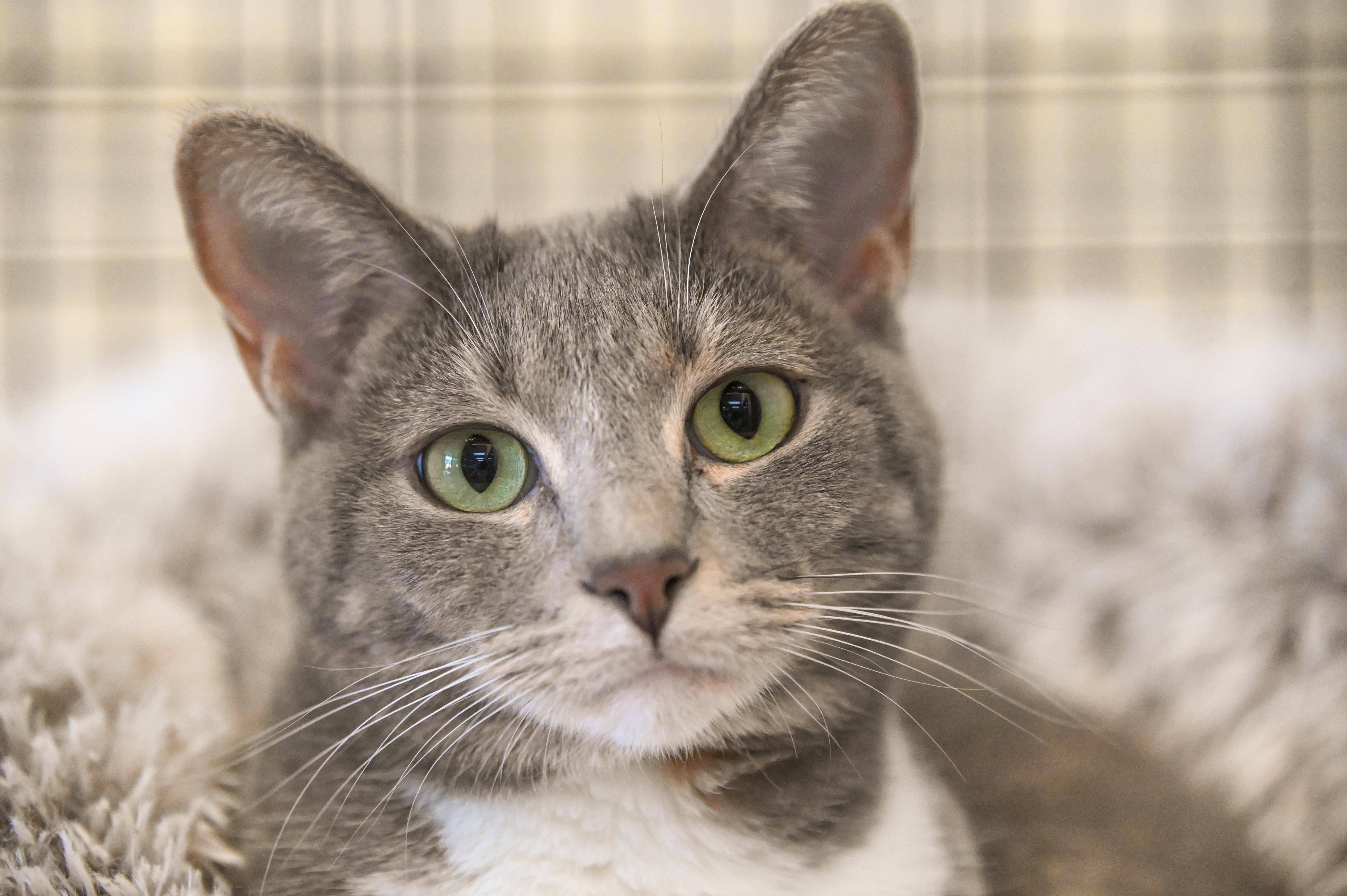 Ladybug, Adoptable, Adult Female Domestic Short Hair.