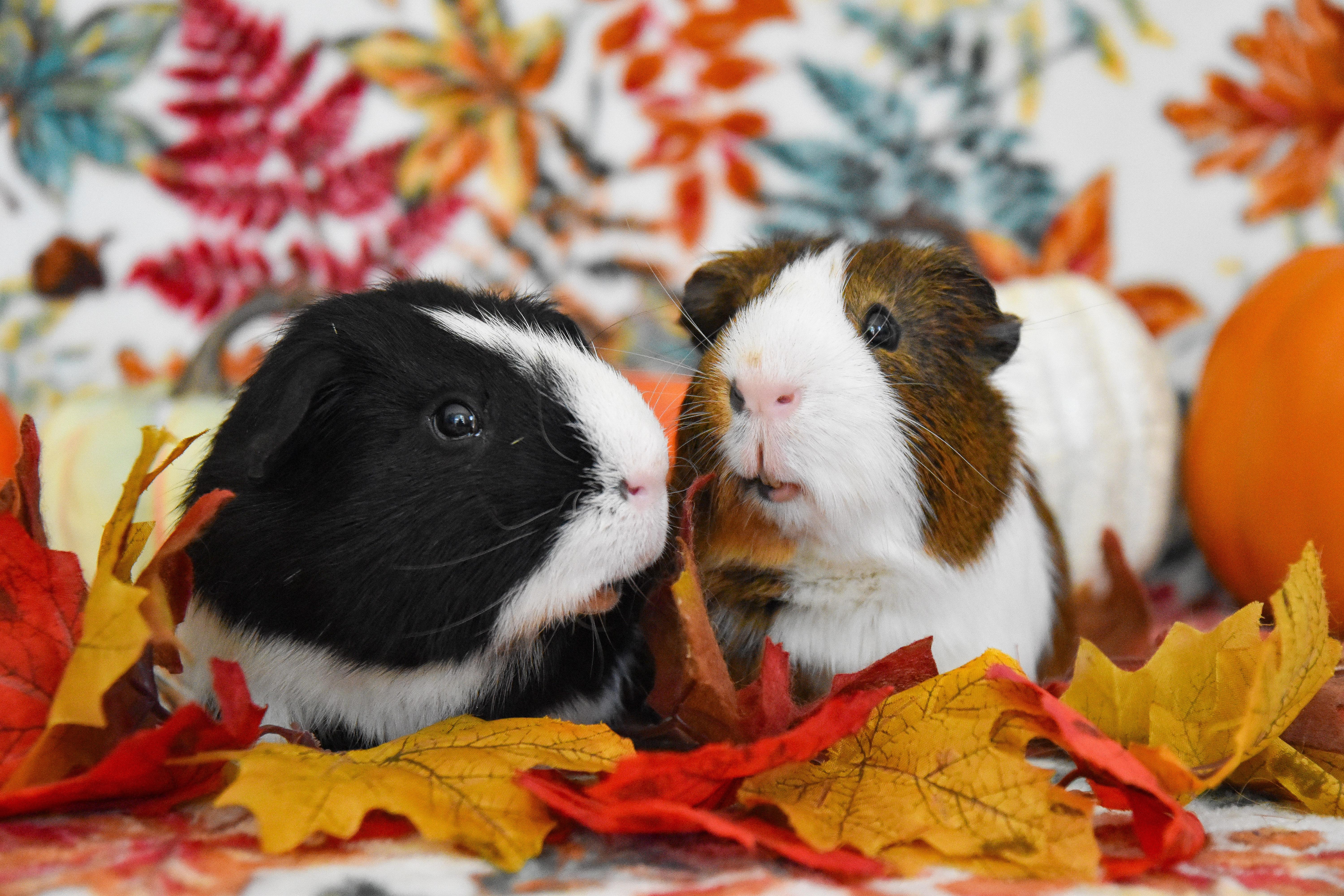 Enlarge Syd and Alfred, a Adoptable Guinea Pig in Walnut Grove, CA image 2/4