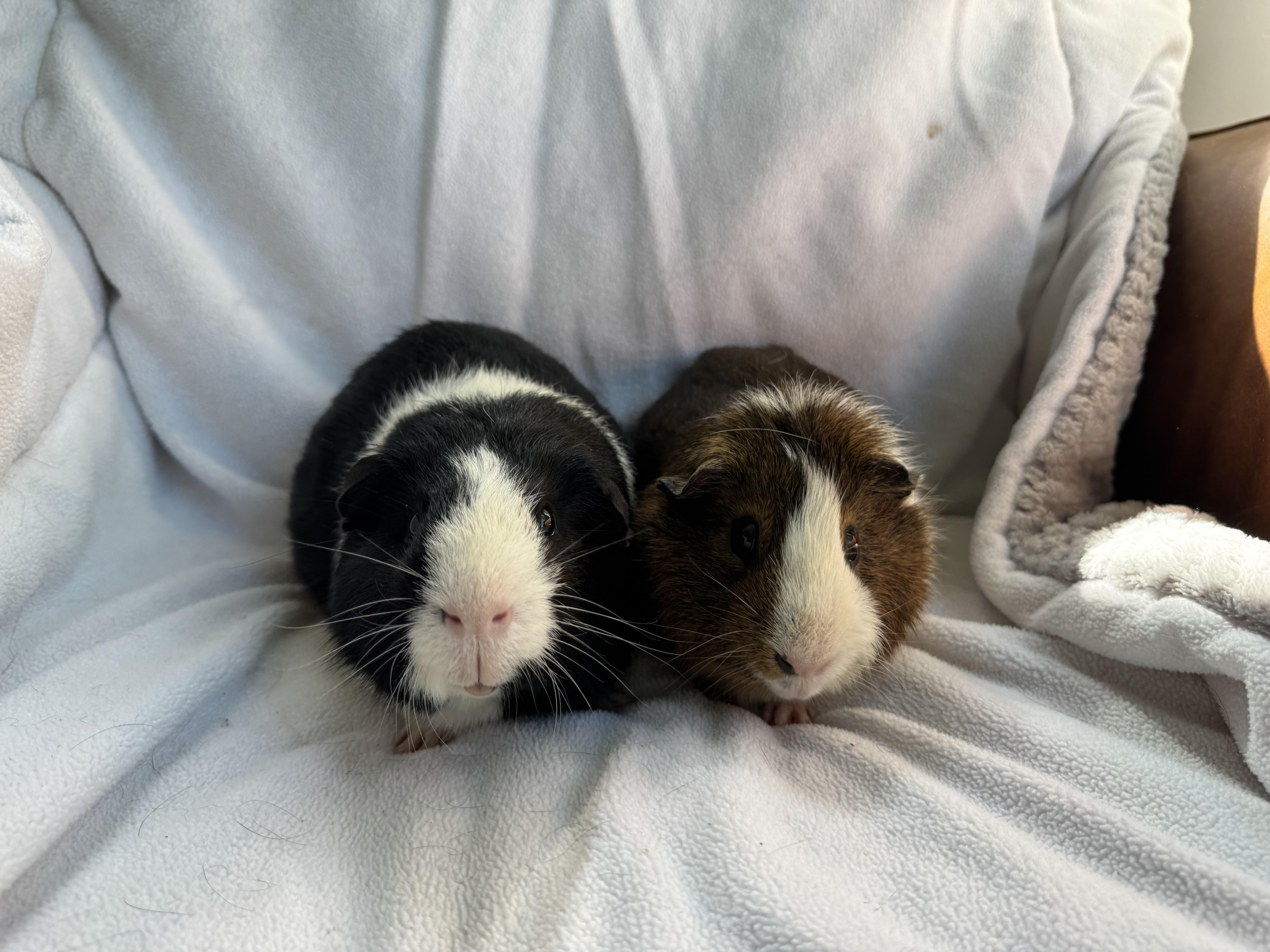 Enlarge Syd and Alfred, a Adoptable Guinea Pig in Walnut Grove, CA image 4/4