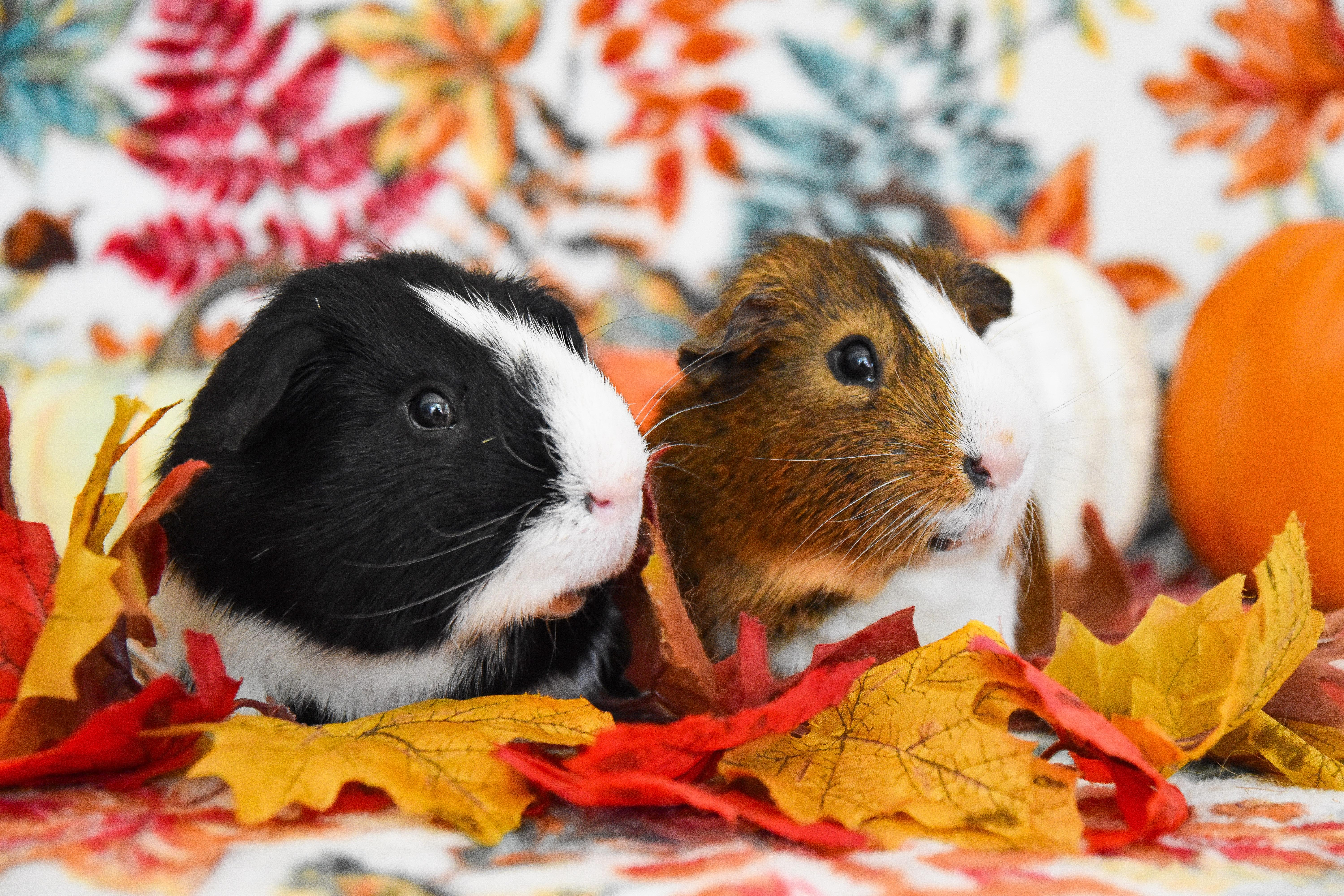 Enlarge Syd and Alfred, a Adoptable Guinea Pig in Walnut Grove, CA image 1/4