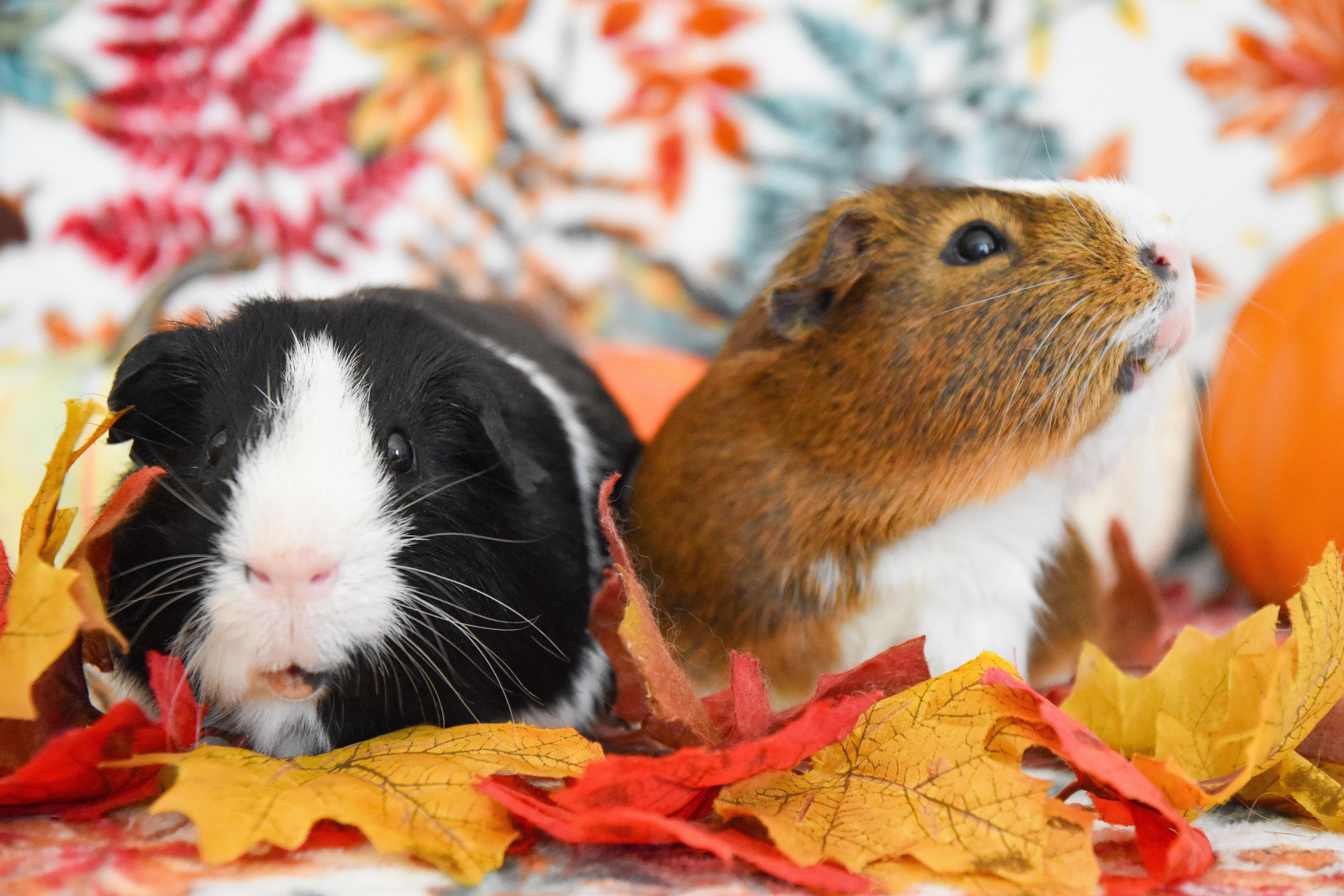 Enlarge Syd and Alfred, a Adoptable Guinea Pig in Walnut Grove, CA image 3/4