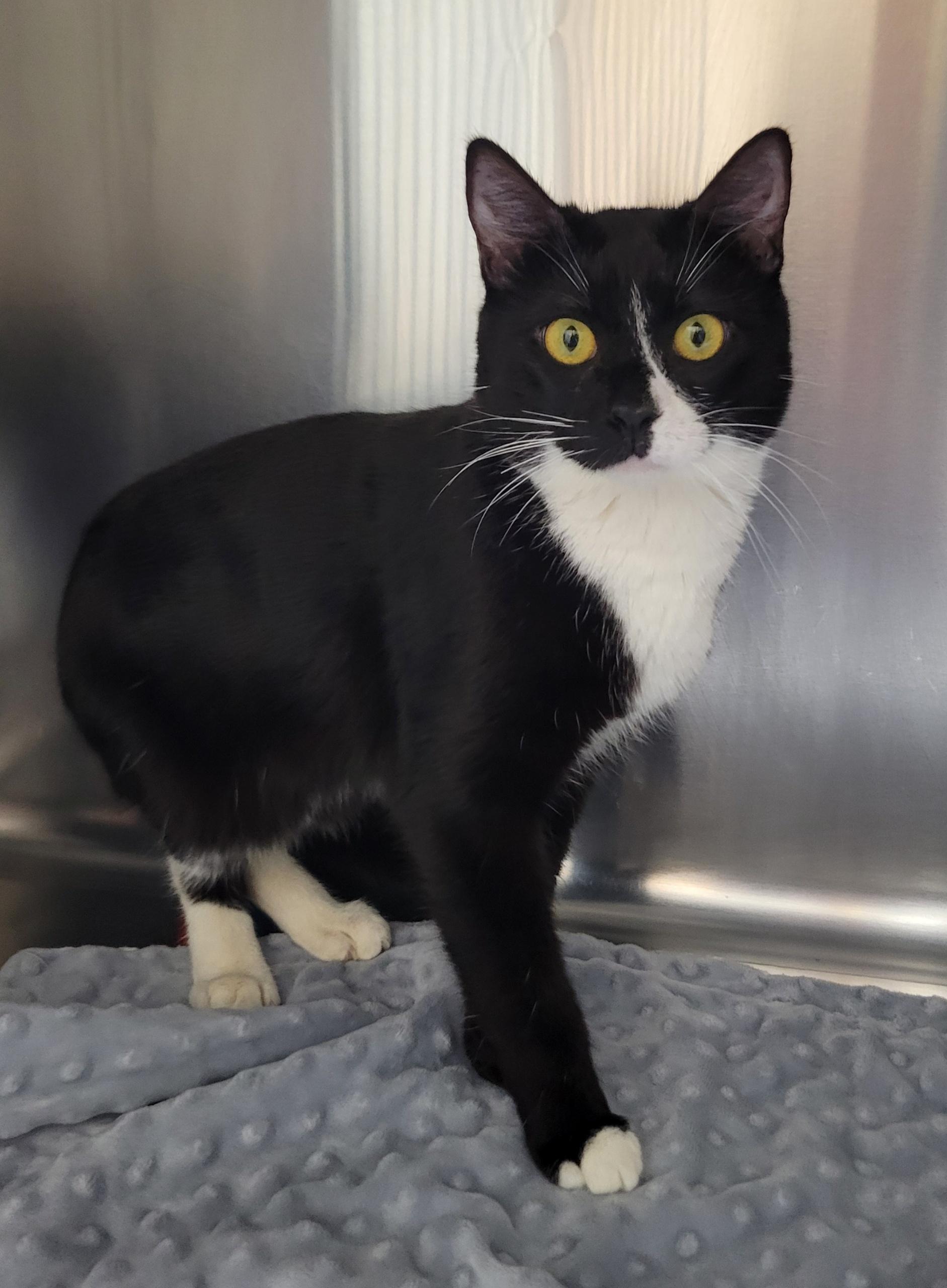 Enlarge Dodge and Durango, a Adoptable Domestic Short Hair in Port Angeles, WA image 2/3