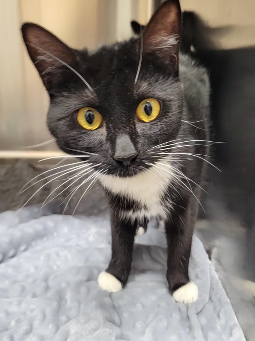 Enlarge Dodge and Durango, a Adoptable Domestic Short Hair in Port Angeles, WA image 3/3