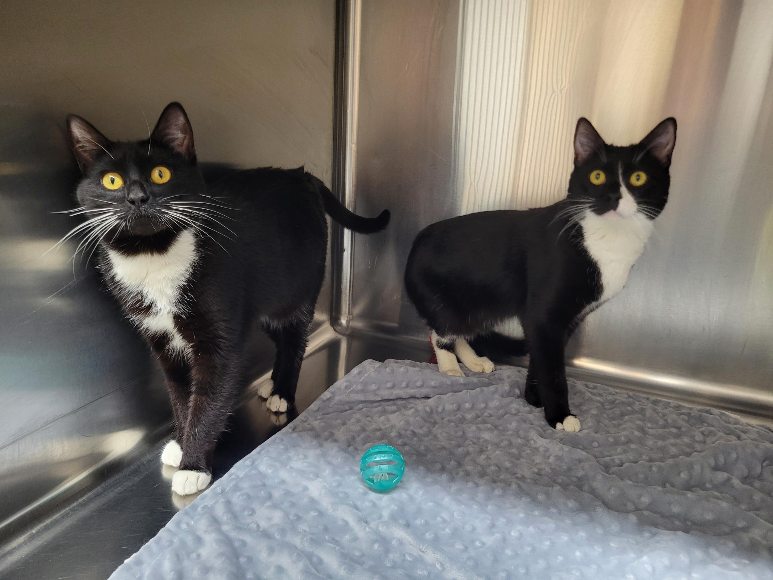 Dodge and Durango, Adoptable, Young Male Domestic Short Hair.
