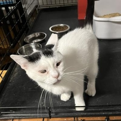 Enlarge Charity, an adopted Domestic Short Hair in Chandler, AZ image 1/2