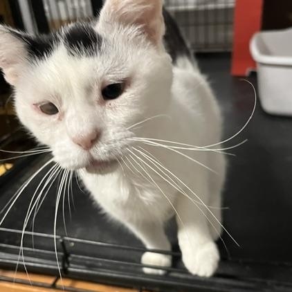 Enlarge Charity, an adopted Domestic Short Hair in Chandler, AZ image 2/2