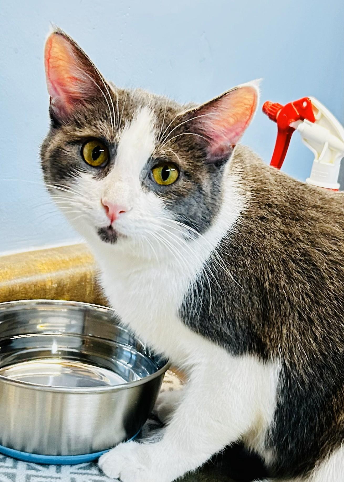 Enlarge Eeyore, an adopted Domestic Short Hair in Crestwood, MO image 1/3